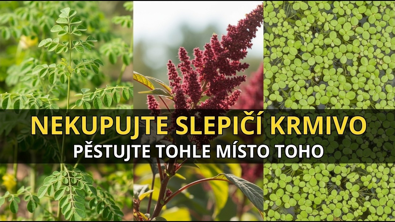 Těchto 7 Rostlin Úplně Nahrazuje Krmivo Pro Slepice! Zasaďte Jednou, Krmte Navždy!