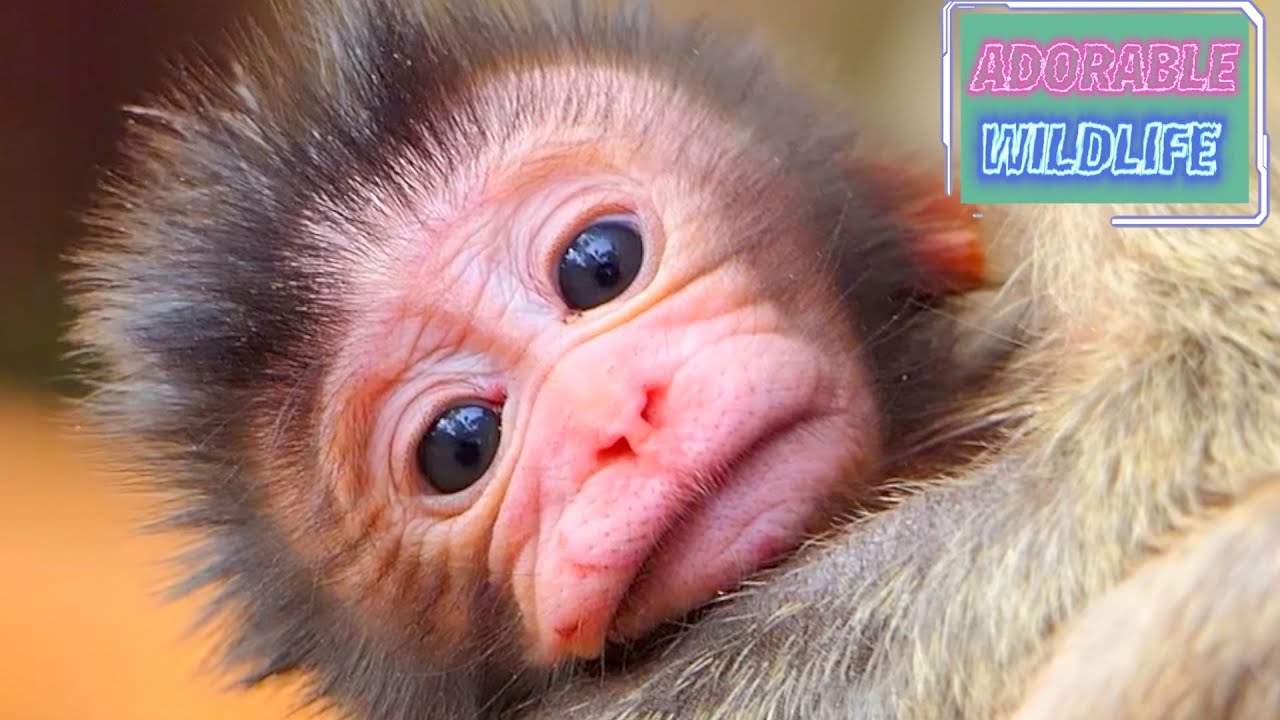 Young mommy monkey hugs and protects the newborn baby carefully
