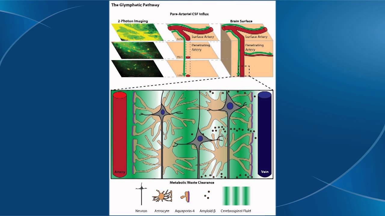 Brain Cleaning Glymphatic System Animation