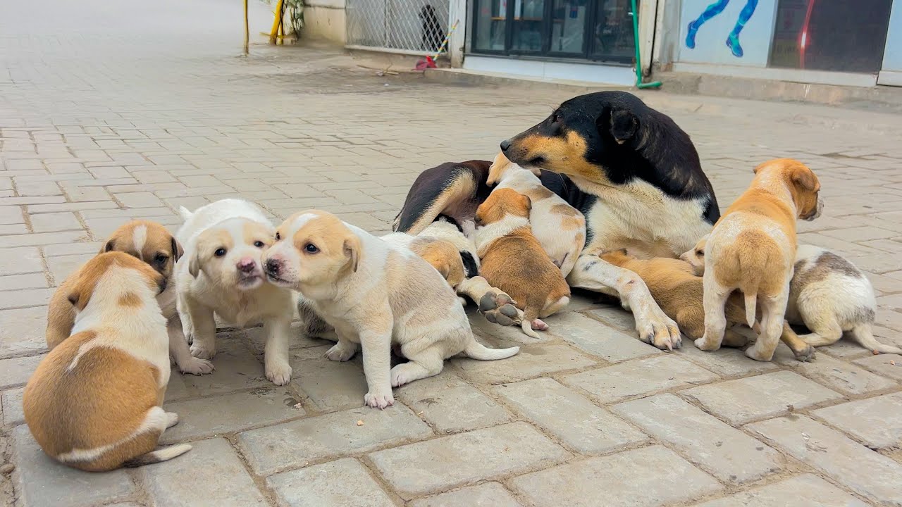 Who would've thought this stray dog would unexpectedly bring her 11 puppies.