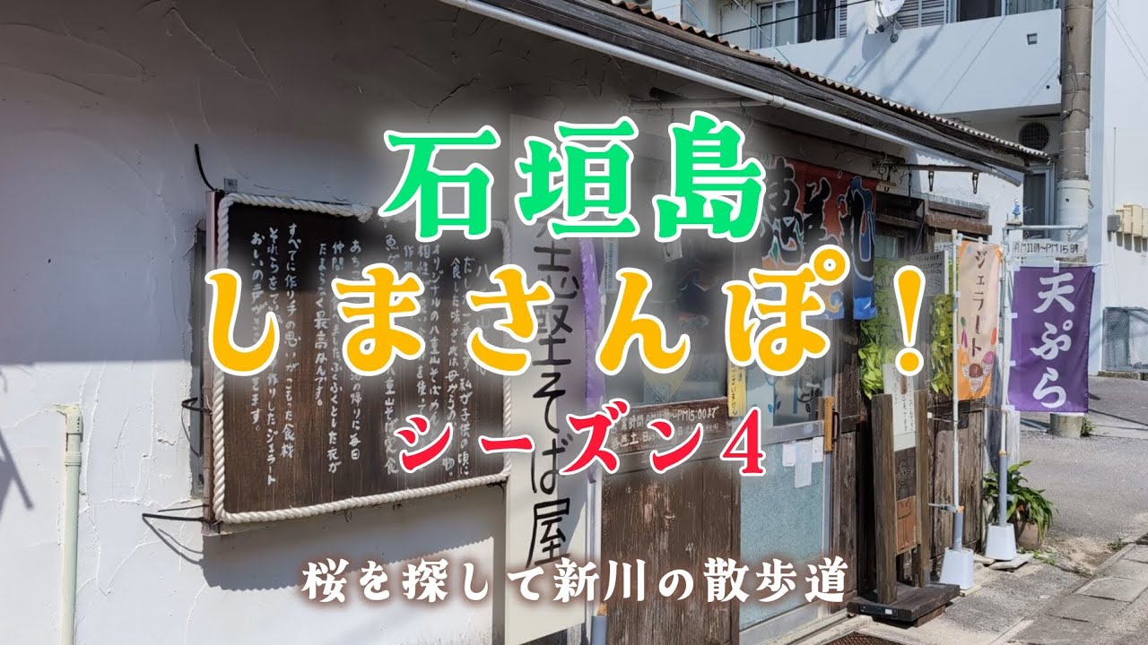 石垣島🏝️しまさんぽ　桜を探して新川の散歩道
