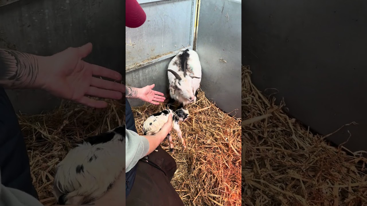 This little pygmy goat has been abandoned! #pygmygoat