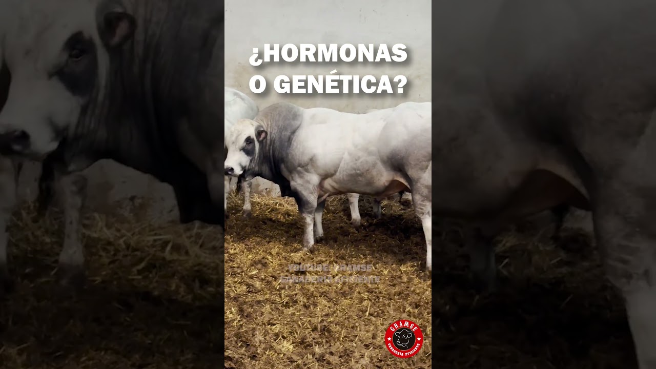Este ganado es de gen&eacute;tica Belgian Blue #veterinaria #ganaderia #toro #bull #corral