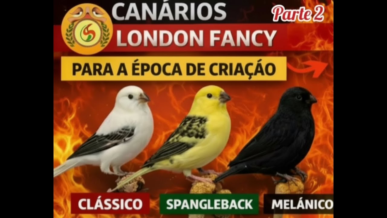 Canários London Fancy para a época de criação - Parte 2