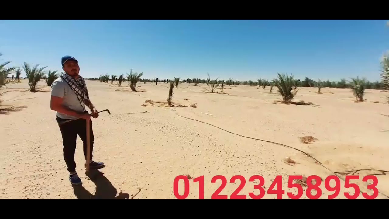 شاهد نسبة نجاح فسايل النخيل البرحى