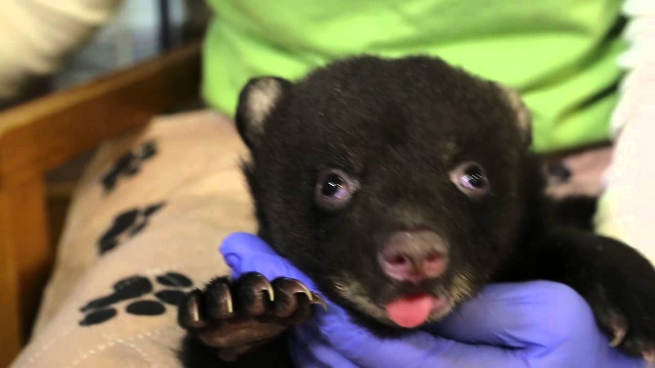 Foster plan delayed for orphaned bear cub due to health concern