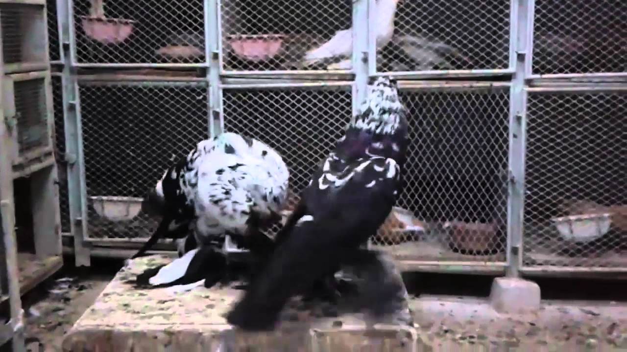 Pomeranian Pouter Pigeon Tiger