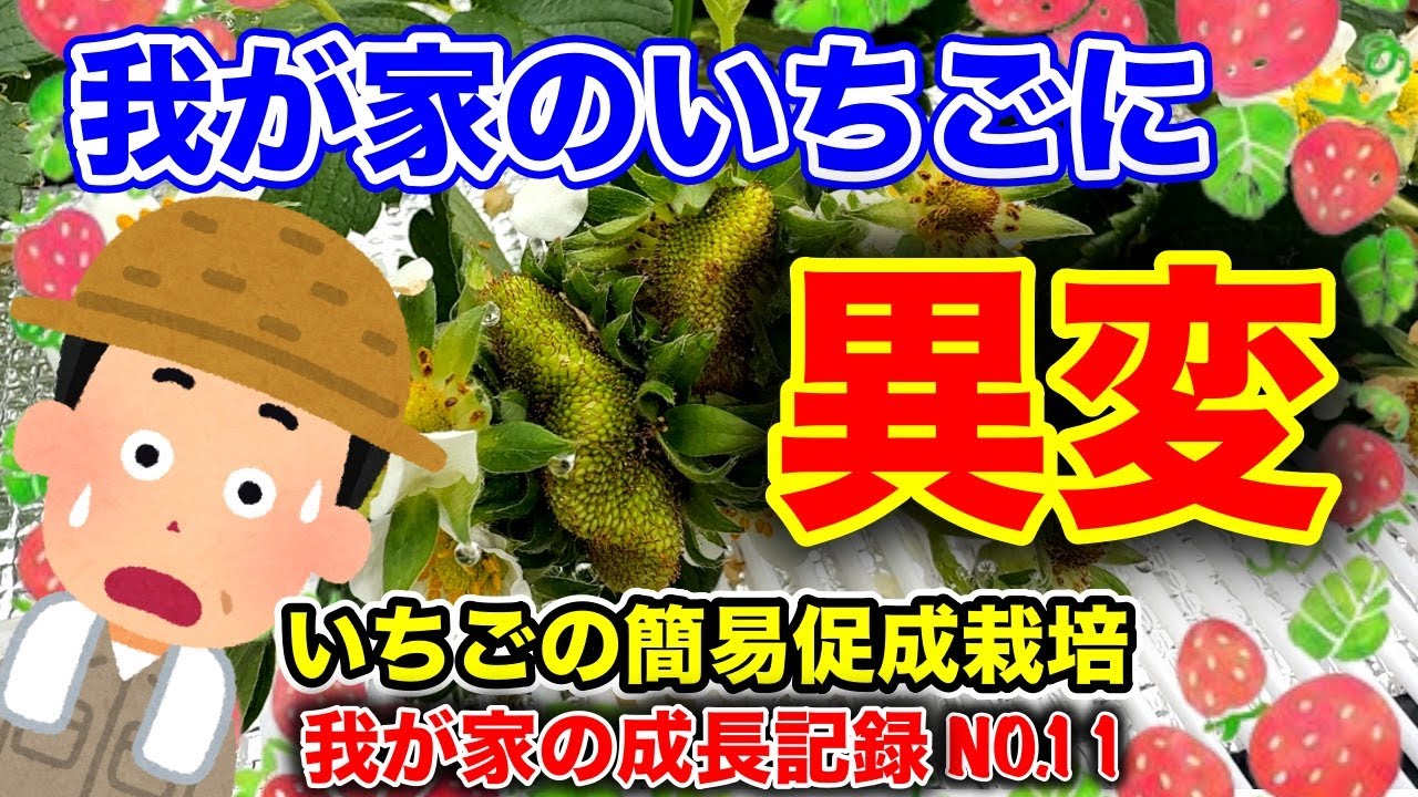 第11回今年のイチゴは何かおししい？？多芽？？奇形果？？〜イチゴの簡易促成栽培、我が家の成長記録動画シリーズ〜