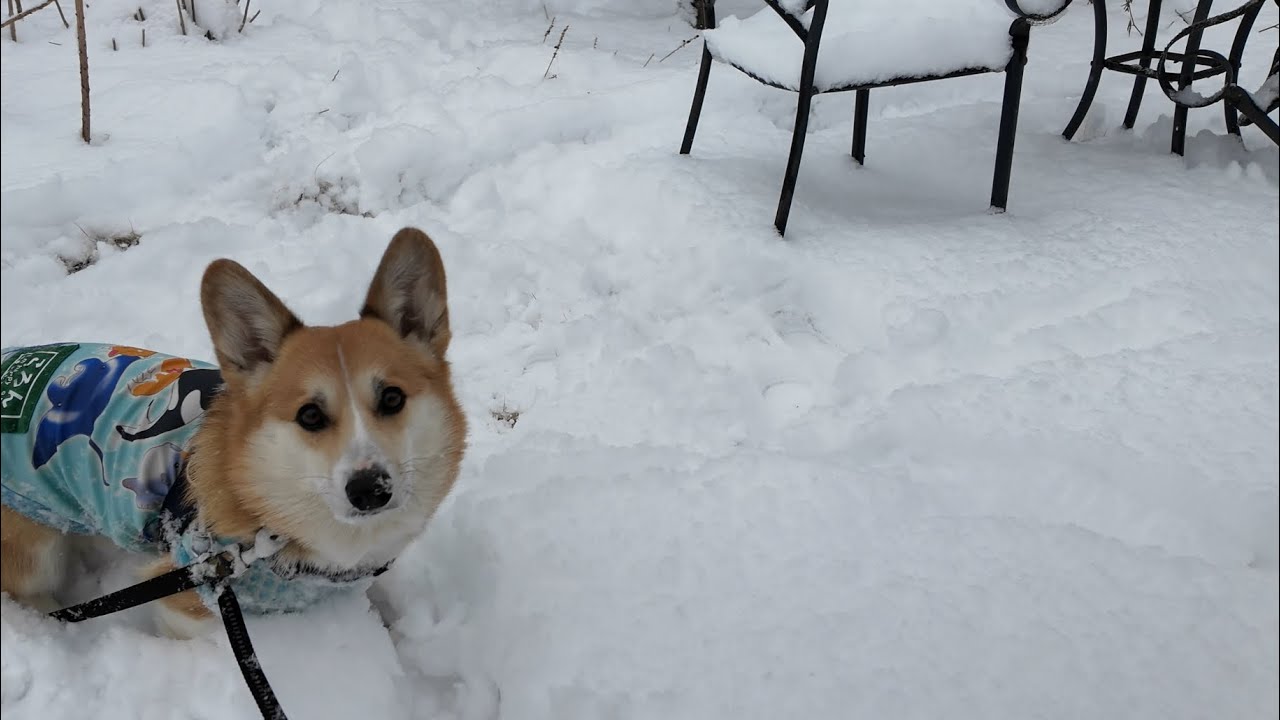 今日の雪‼︎はしゃぐはしゃぐ