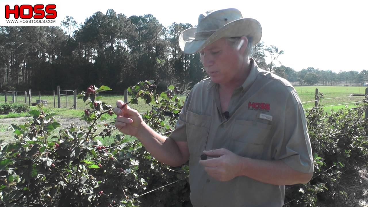 How to Grow Thornless Blackberries