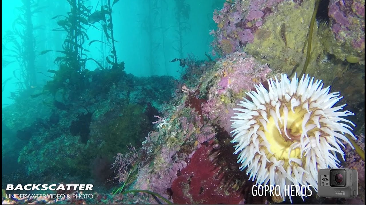 Underwater Test Footage - GoPro Hero 5