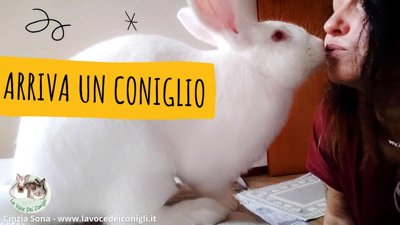 VLOG ARRIVA UN CONIGLIO (cosa fare e come prepararsi) #coniglio