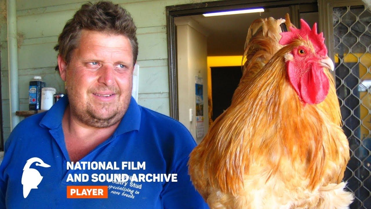 Rare Chicken Rescue | Preview | NFSA Player