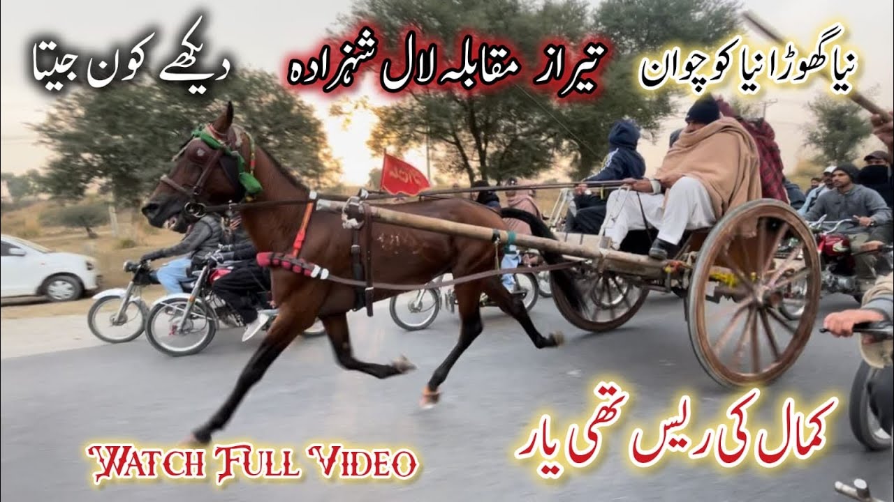 Amazing Horse Racing Triumphs: Determining the Fastest Horse / Lal Shehzada Vs Tiraz horse race