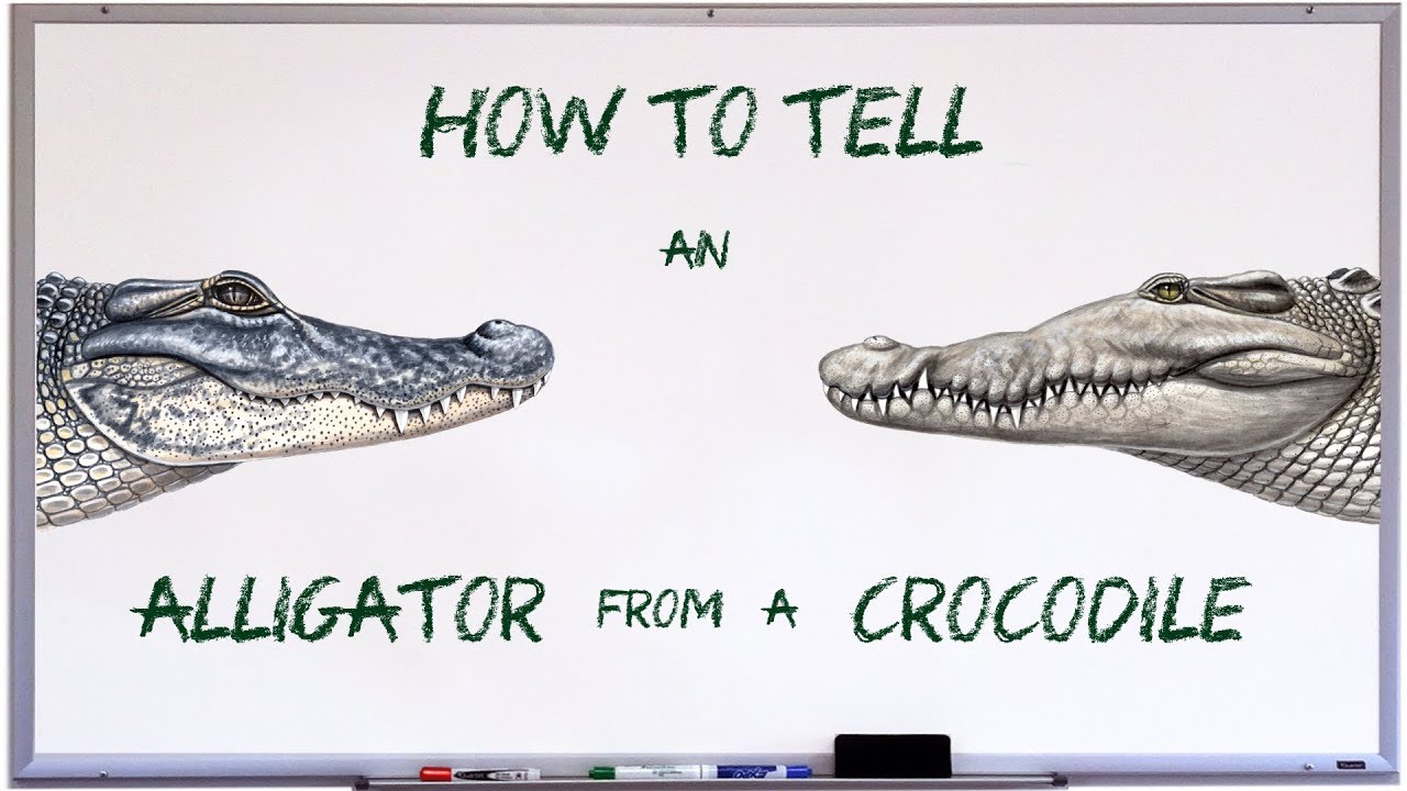 How to tell an alligator from a crocodile
