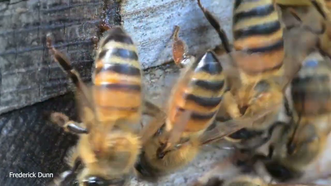 Honey Bees Wash boarding and other entrance activities. Like sailors holy stoning the deck and more.