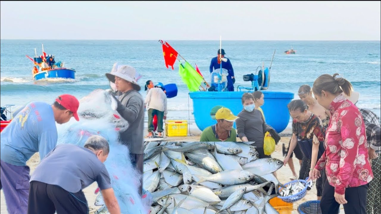 NGƯ DÂN LONG HẢI TRÚNG LIÊN TIẾP 5 NGÀY CÁ MÒI GIÁ 50K 1GK 
