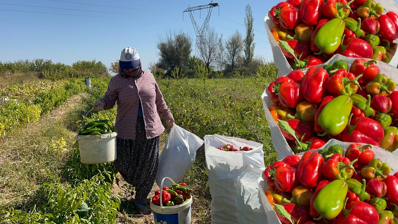 Vatanımızın Bereketli Topraklarında Çeşit Çeşit Sebze Hasadı❗️|Emekçi Songül Hanımın Ürünleri