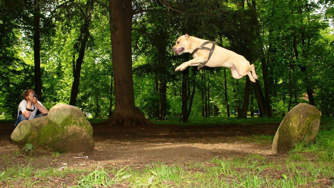 TreT - Parkour Dog From Ukraine