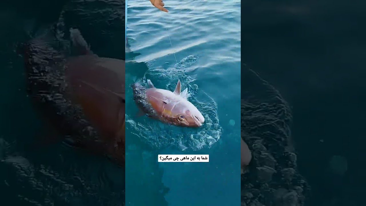 Persian Sea (Makran Sea & Persian Gulf), Iran