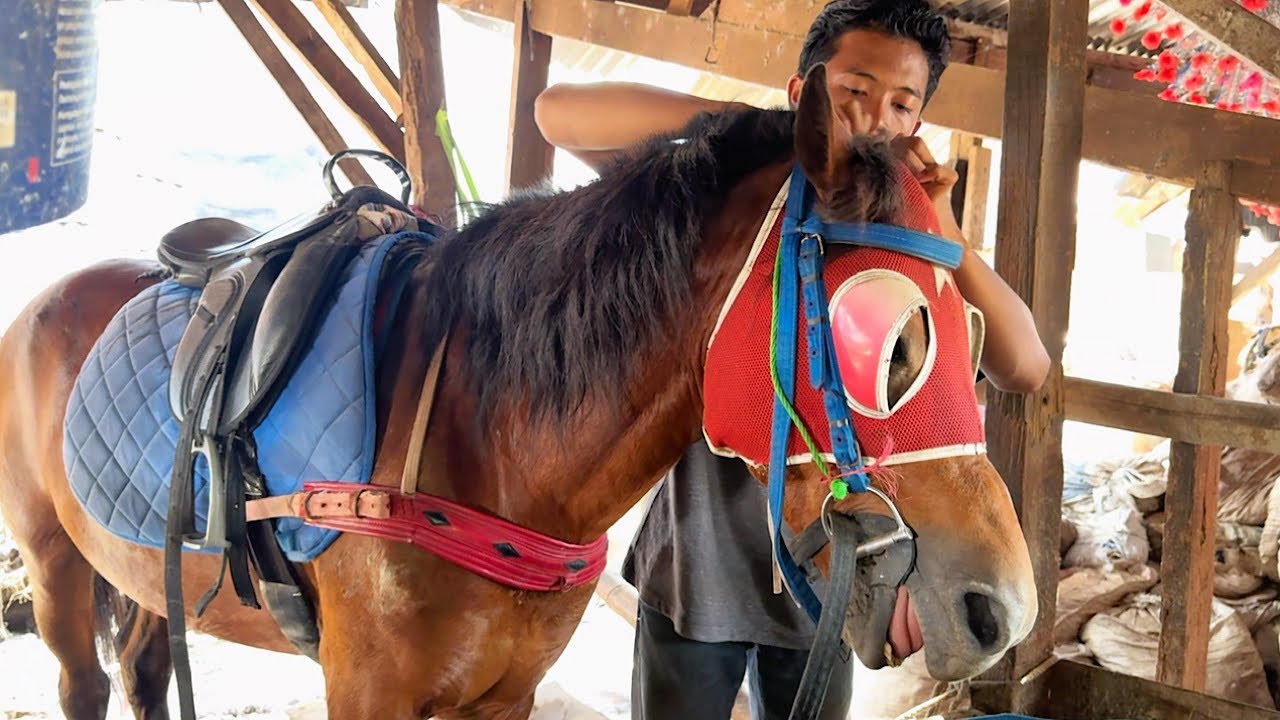 Di Balik Layar Pak Kusir Menyiapkan Kuda Delman Sebelum Narik Penumpang