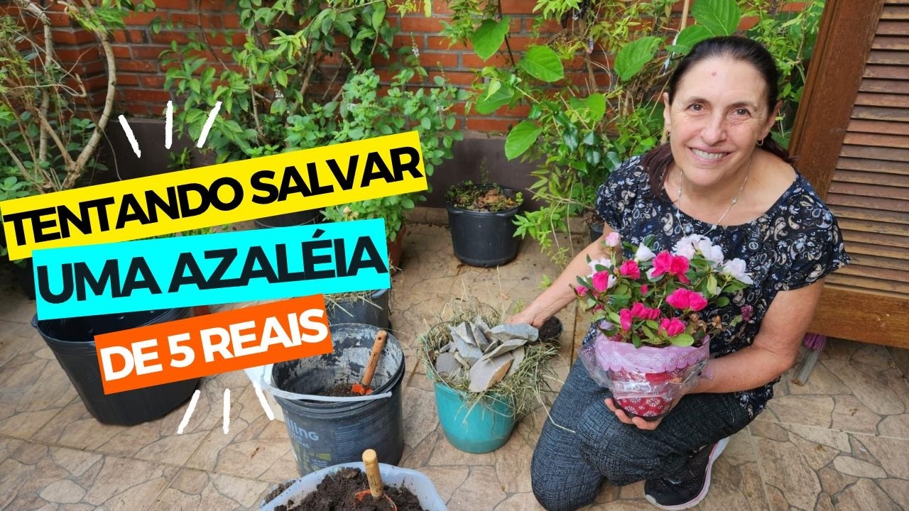 TENTANDO SALVAR UMA AZALEIA DE 5 REAIS
