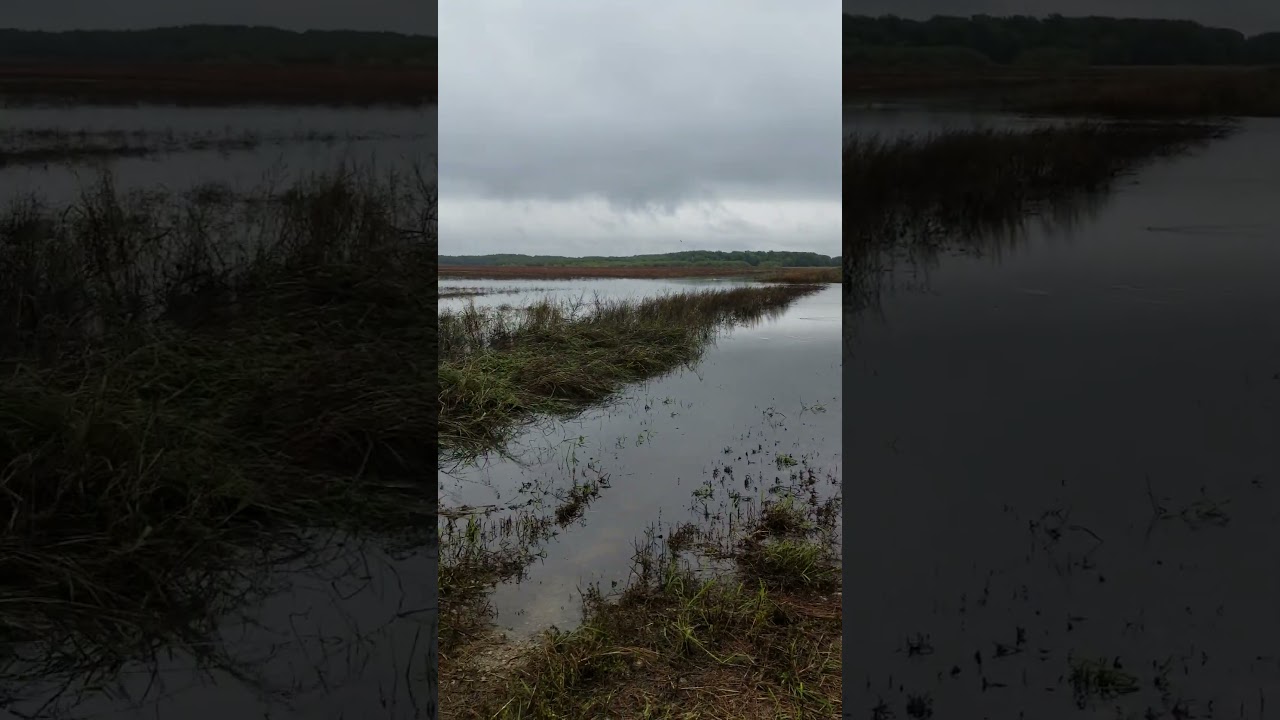 Copan deer scouting 10 12 18