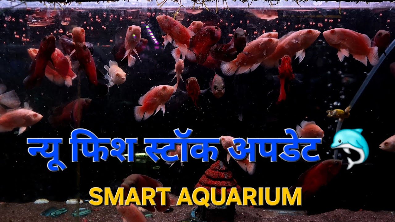 10 February 2026🔥NEW FISH STOCK UPDATE 🔥