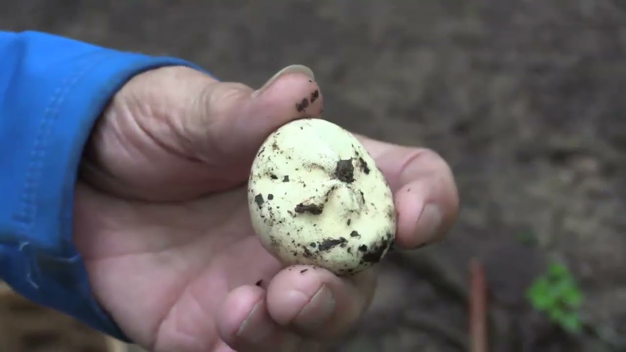 Micología | Amanitas | 10.6.2023