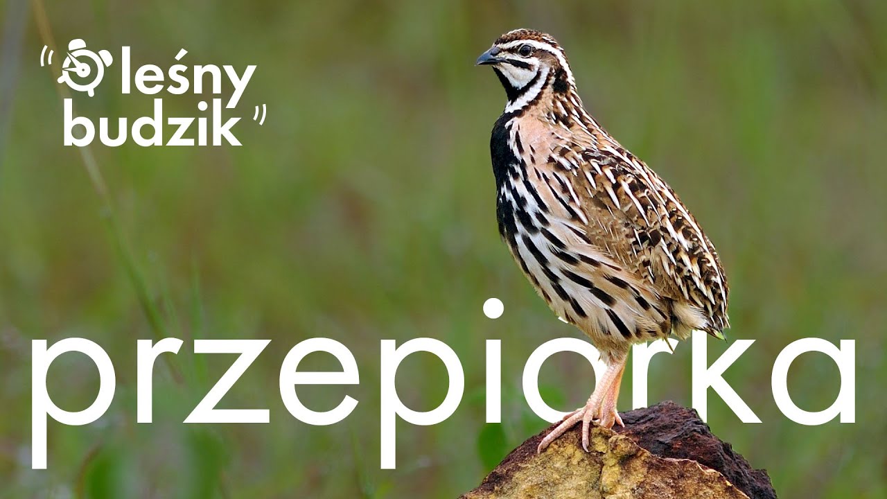 Leśny budzik - Przepiórka