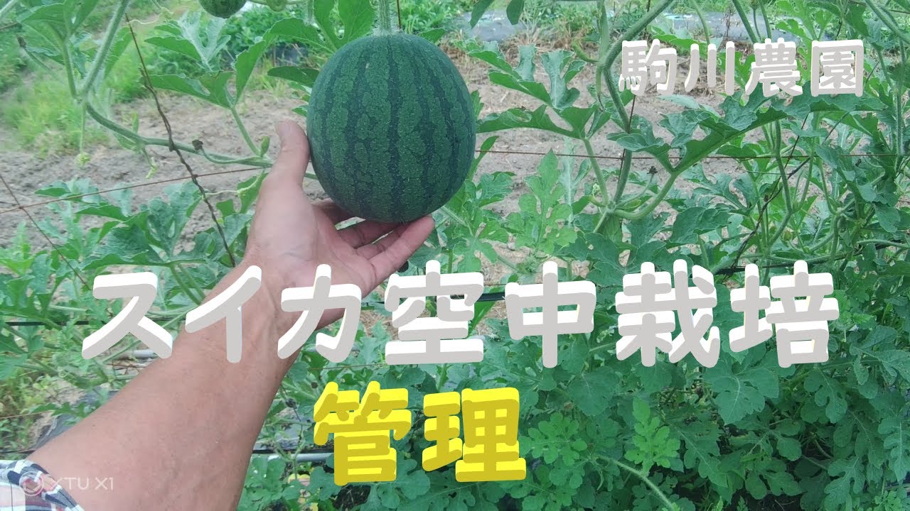 スイカ空中栽培　管理　目指せ100品目　邑南町　駒川農園　21.7.9