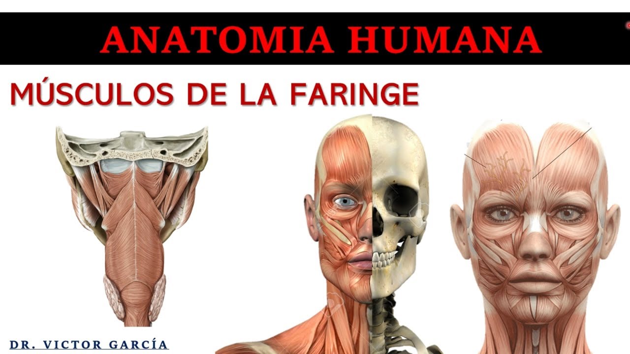 Músculos Faríngeos - Anatomía Humana en Odontología