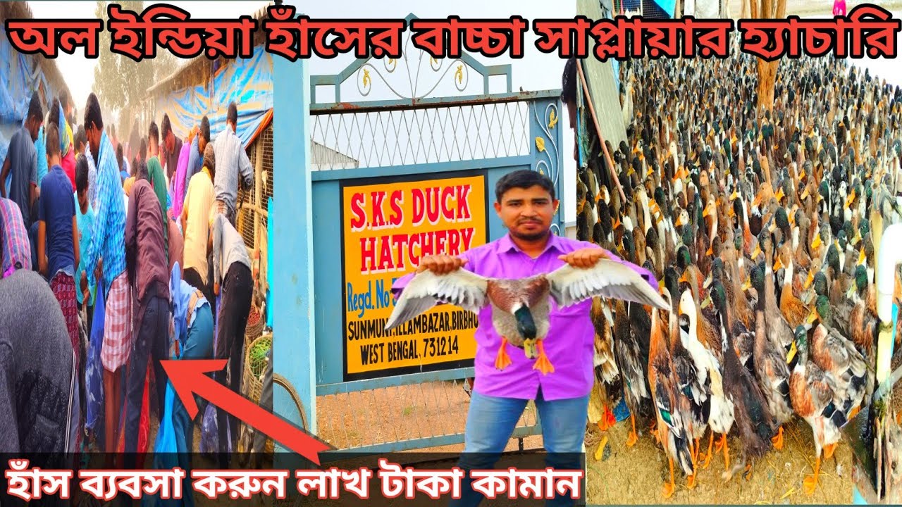 অল ইন্ডিয়া হাঁসের বাচ্চা সাপ্লায়ার হ্যাচারি।। হাঁস ব্যবসা করে লাখ টাকা কামান।।S.K.S DUCK HATCHERY.