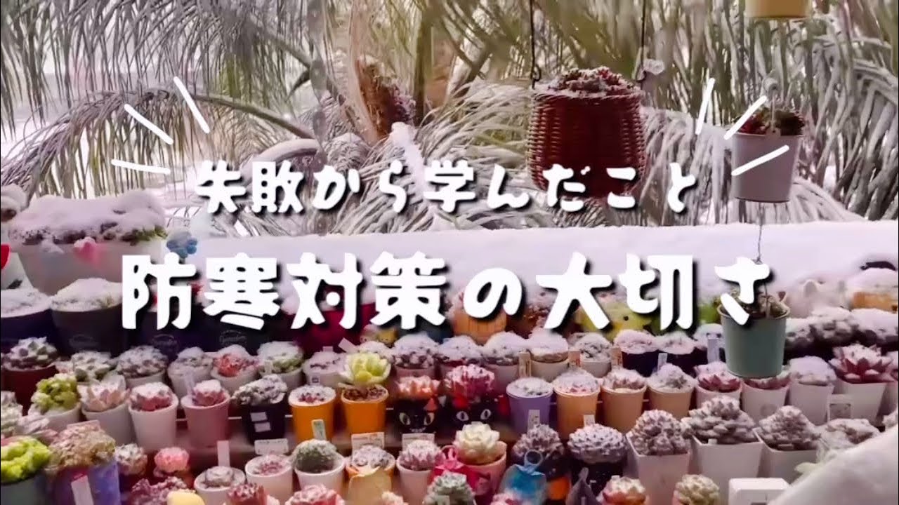 #29【多肉植物】失敗したことで経験値を積みました。
