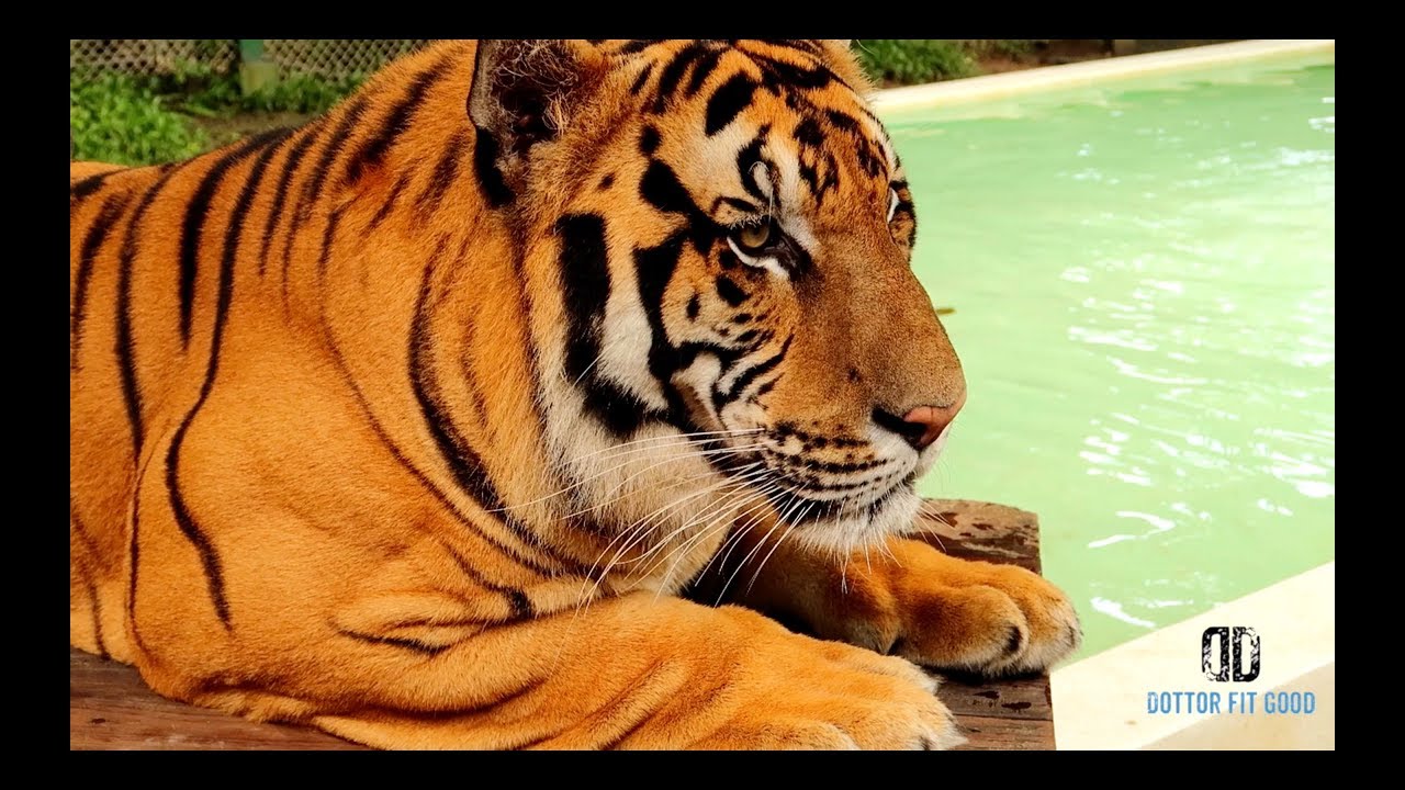 ABBRACCIARE TIGRI IN THAILANDIA