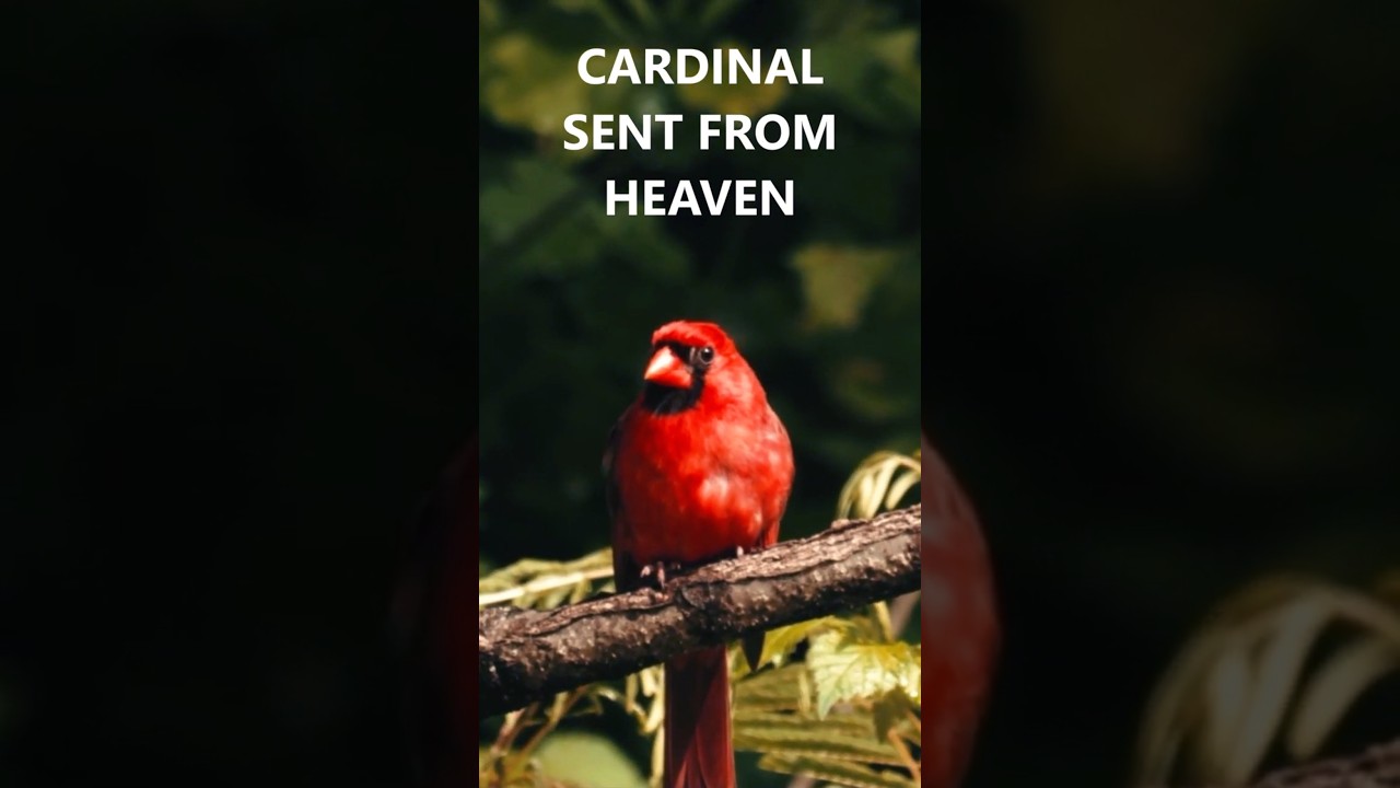What Does Cardinal Visit Mean ? Loved One Heaven Sent Angel #Shorts 👼🏼🐦
