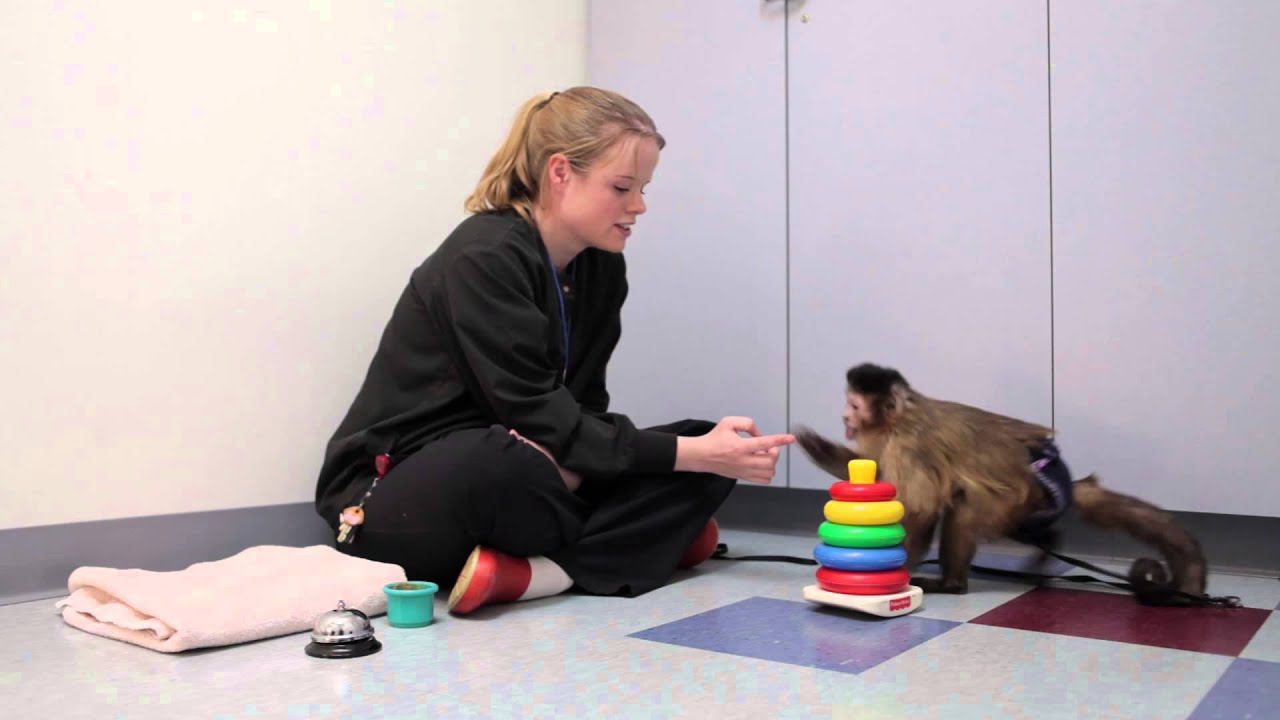Basic Training - Monkeys in a Minute
