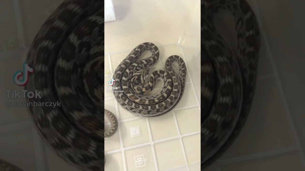 #shorts #snakes #reptiles #discovery (3)