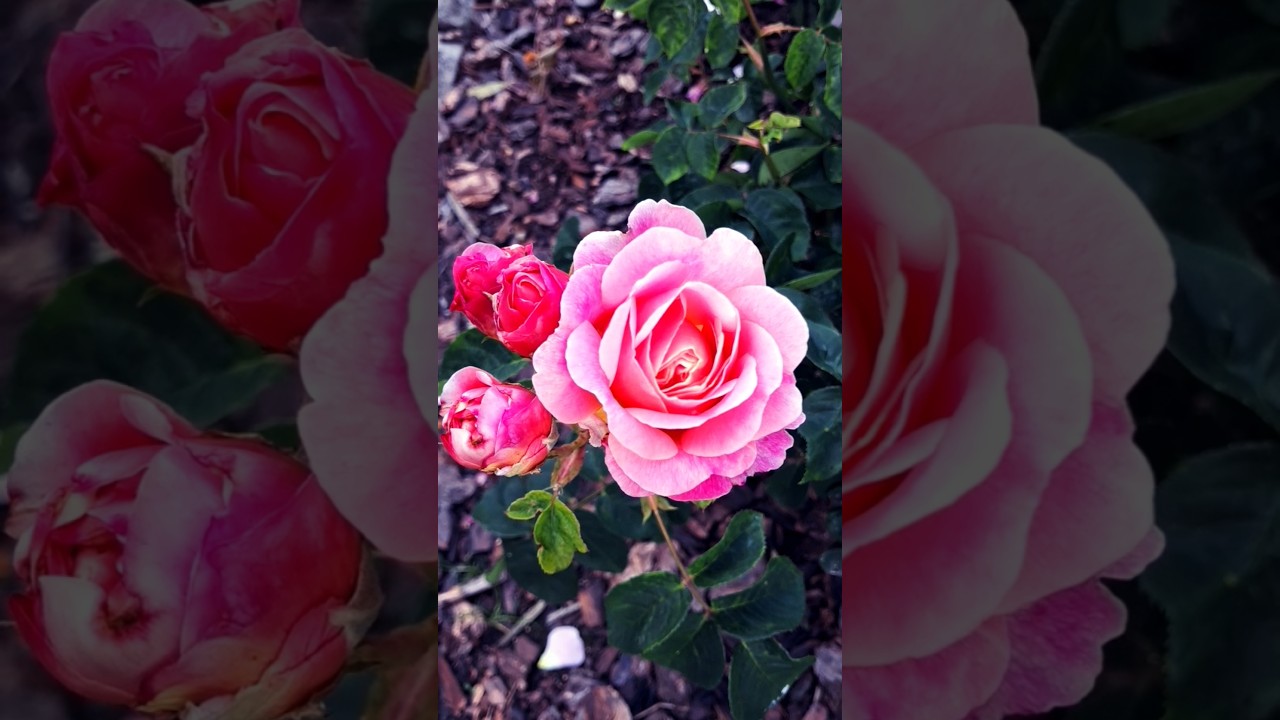 Pretty roses 🌹 #flowerbeauty #beatifulnature #flowers #flowertypes #nature #prettyflowers