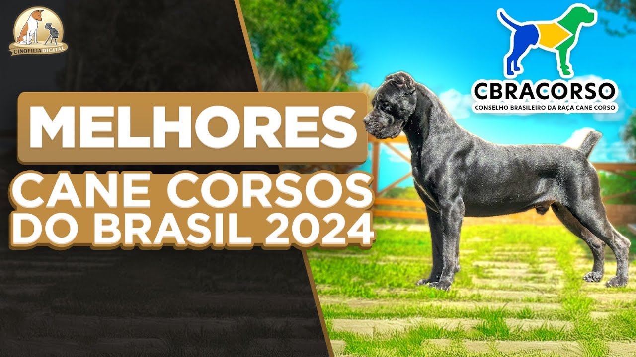 Nacional Cane Corso 2024: Maior Evento da Ra&ccedil;a no Brasil | Cinofilia Digital