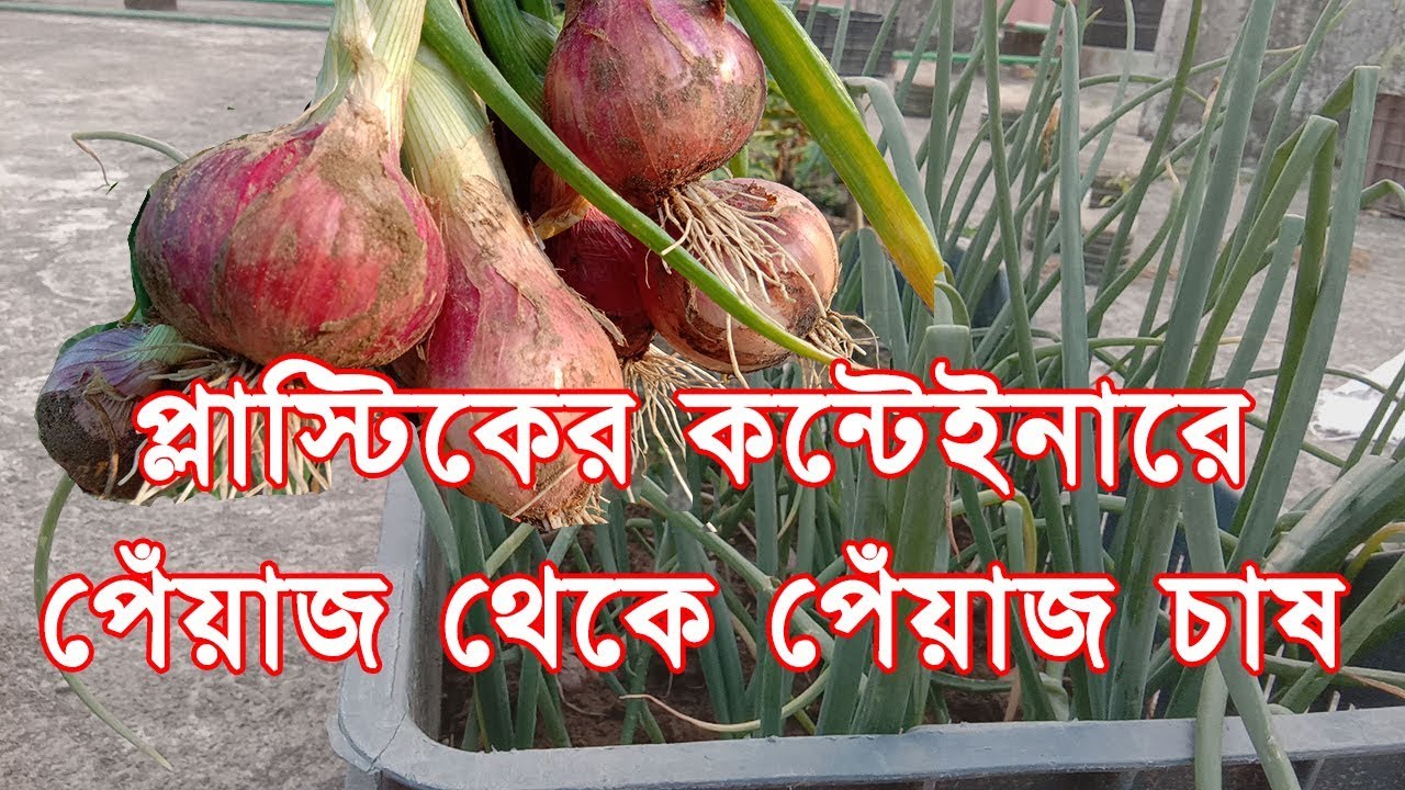 How to grow Onion to Onion in a container || কন্টেইনারে পেঁয়াজ থেকে পেঁয়াজ উৎপাদন