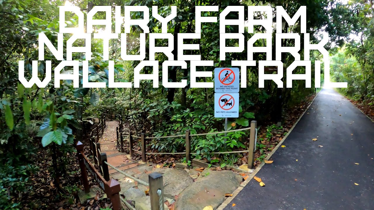 Treadmill Virtual Run [4K] - Dairy Farm Nature Park + Wallace Trail @ Bukit Timah Nature Reserve