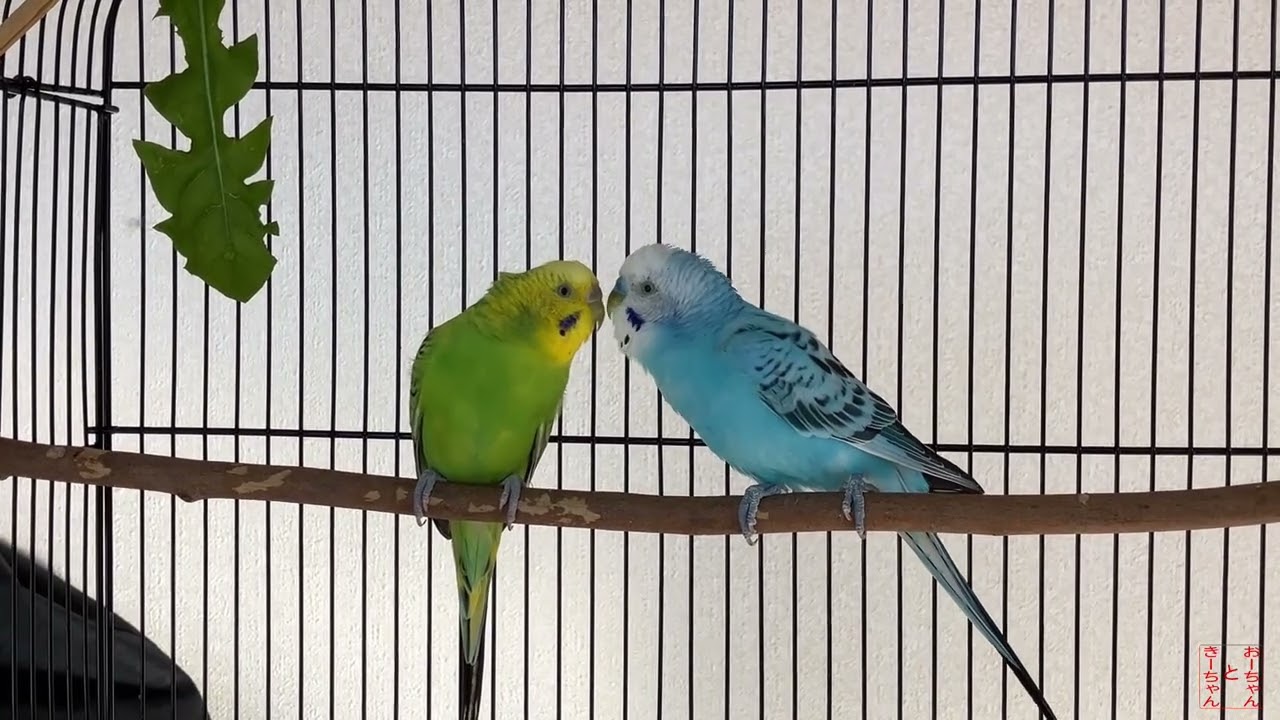 我が家のインコ　おーちゃんときーちゃん(191)　おしゃべりするインコ。