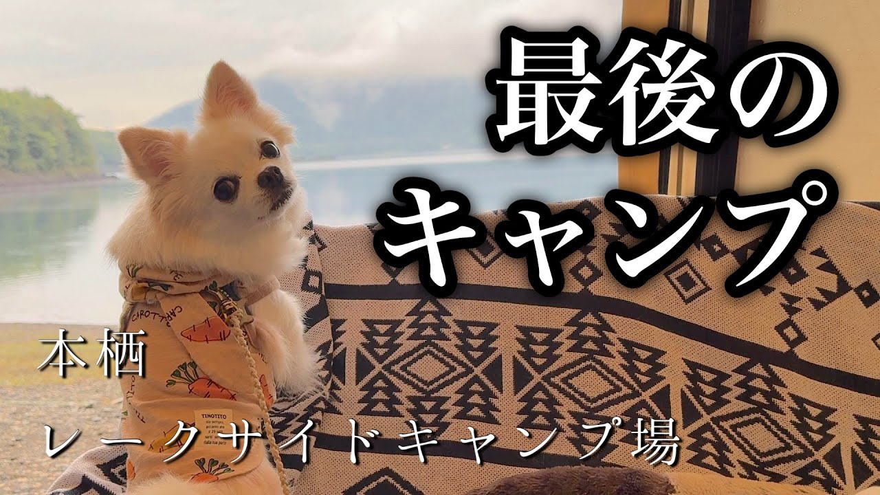 こんなに元気だったのにまさかラストになるとは…キャンプ好きなチワワが人間のように満喫する姿をご覧ください【本栖レークサイドキャンプ場】【犬連れ夫婦キャンプ】
