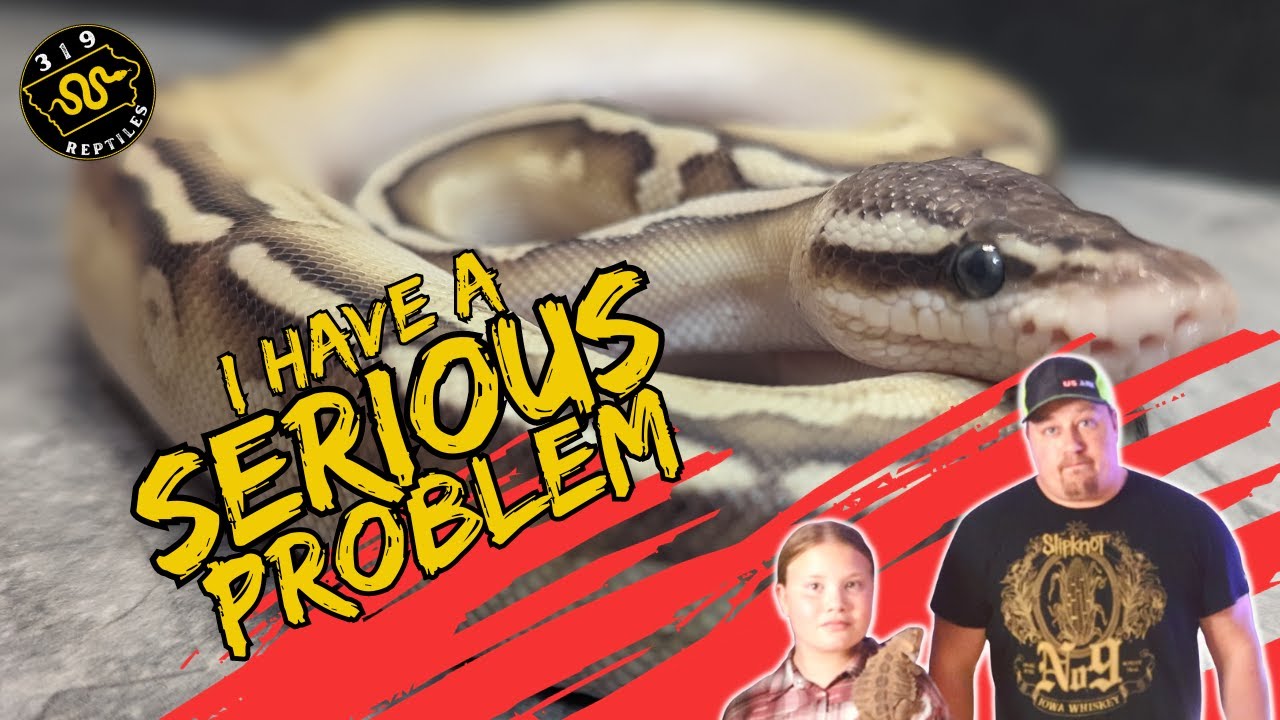 I Have A Serious Problem With Ball Pythons