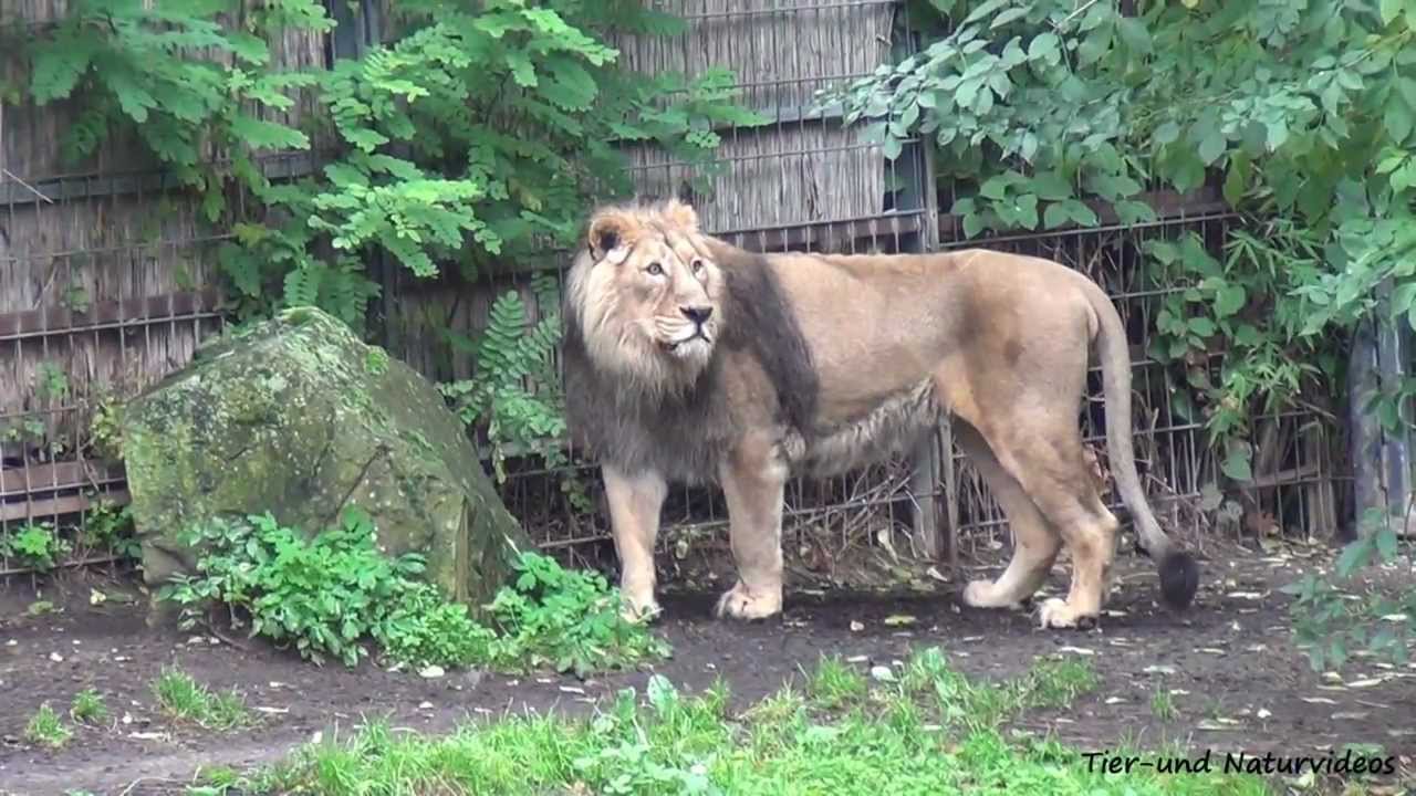 Asiatische Löwen und Amur-Tiger im Zoo Köln