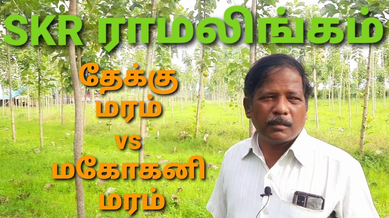 தேக்கு மரம் vs மகோகனி மரம் | SKR RAMALINGAM