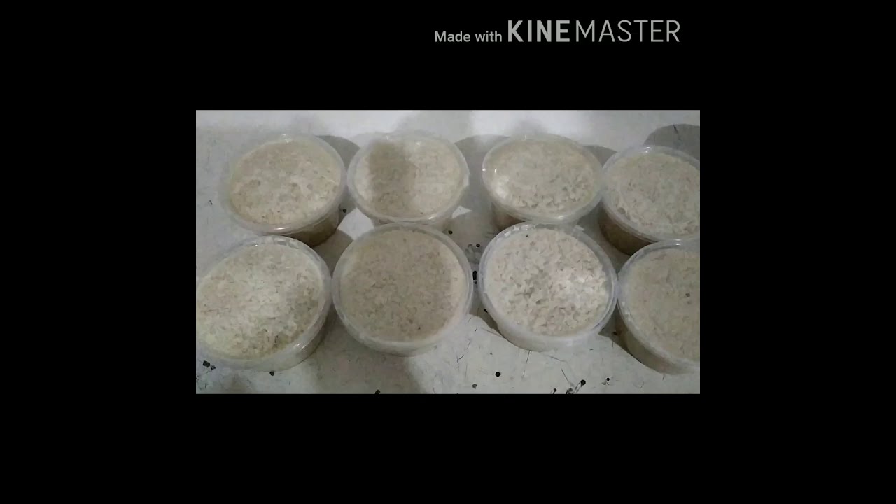 How to wash and store Acha (Hungry rice) for long term use