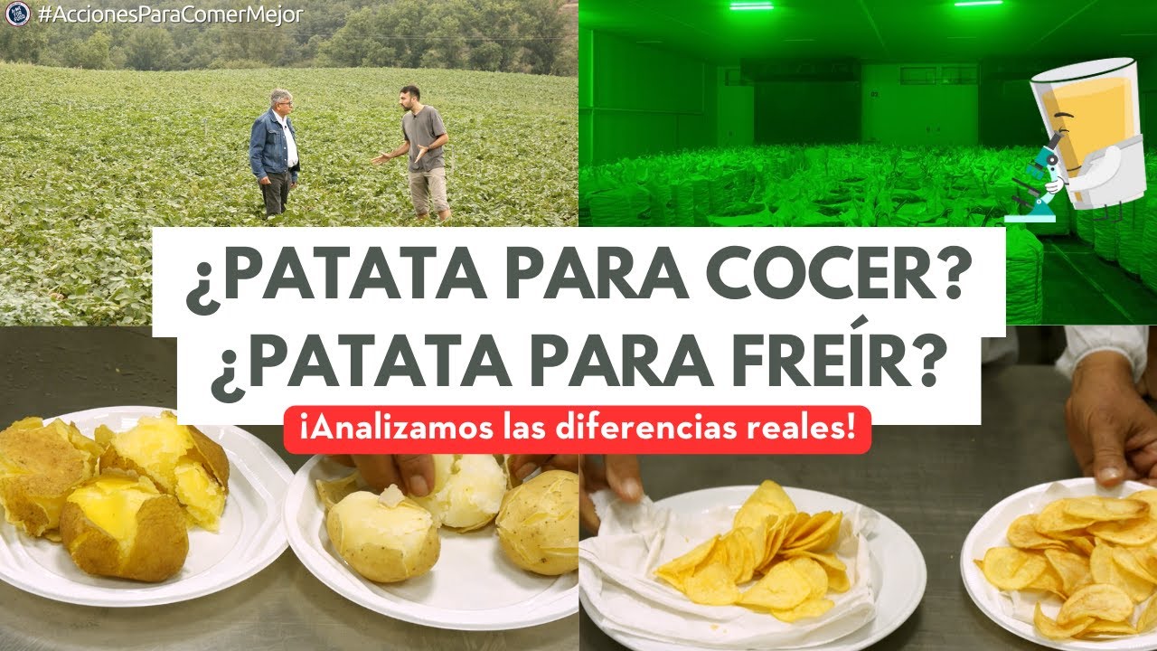 ¿Patata para freír? ¿Patata para cocer? ¿En qué se diferencia? Todo sobre la producción de #Patata