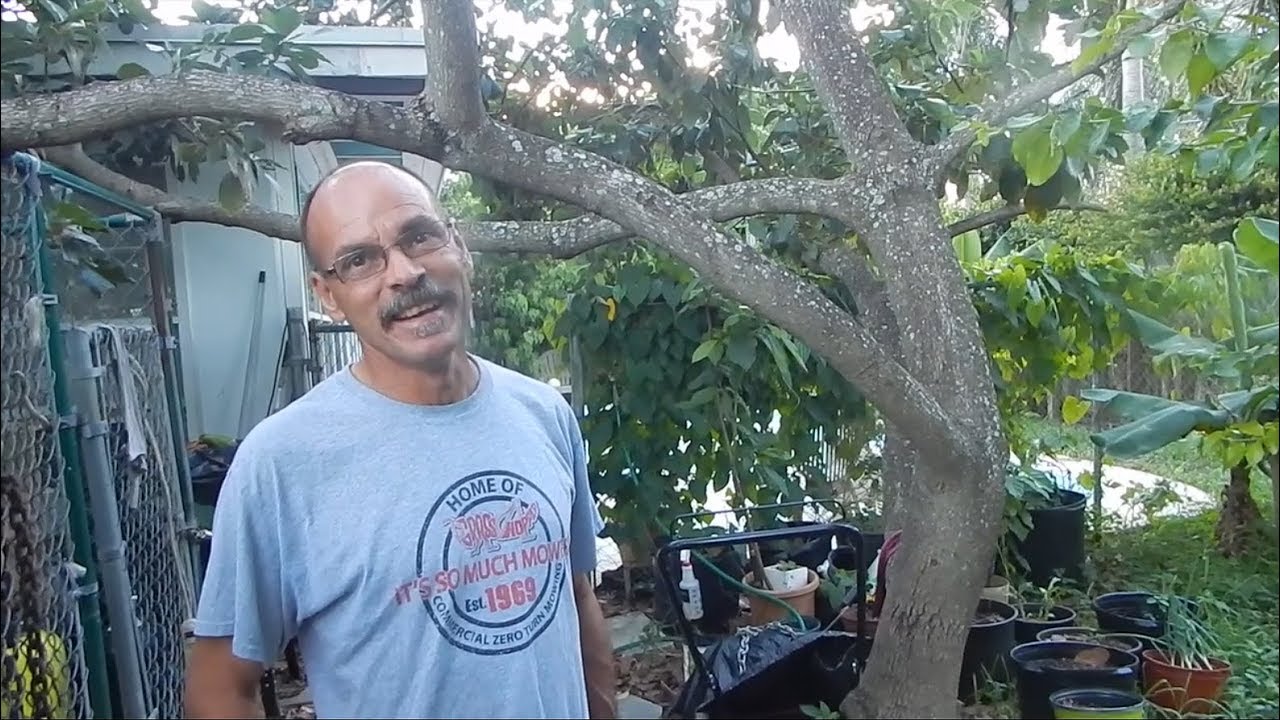 Eddy's Gardens, Getting Soursop to Fruit and Backyard Bees!